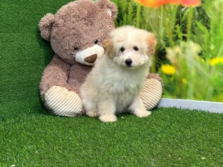 Crossbreed Poodle x Boomer female Puppy for sale 007996398